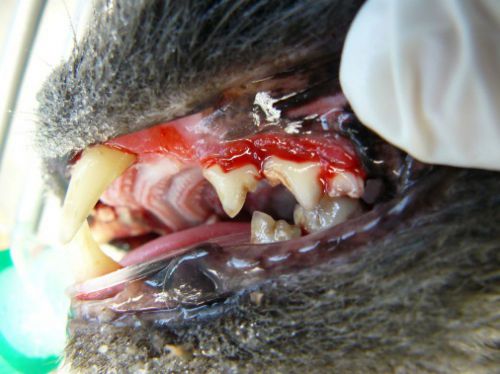 Les soins dentaires pour nos carnivores domestiques : luxe ou nécessité