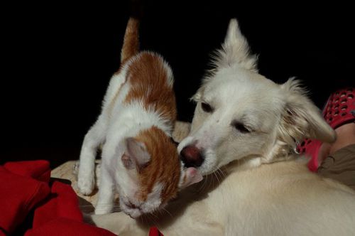 Les soins Bucco-dentaires des chiens et des chats