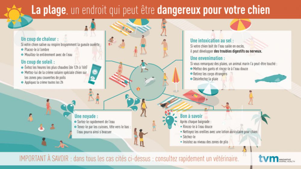 Attention aux dangers de la plage pour votre chien