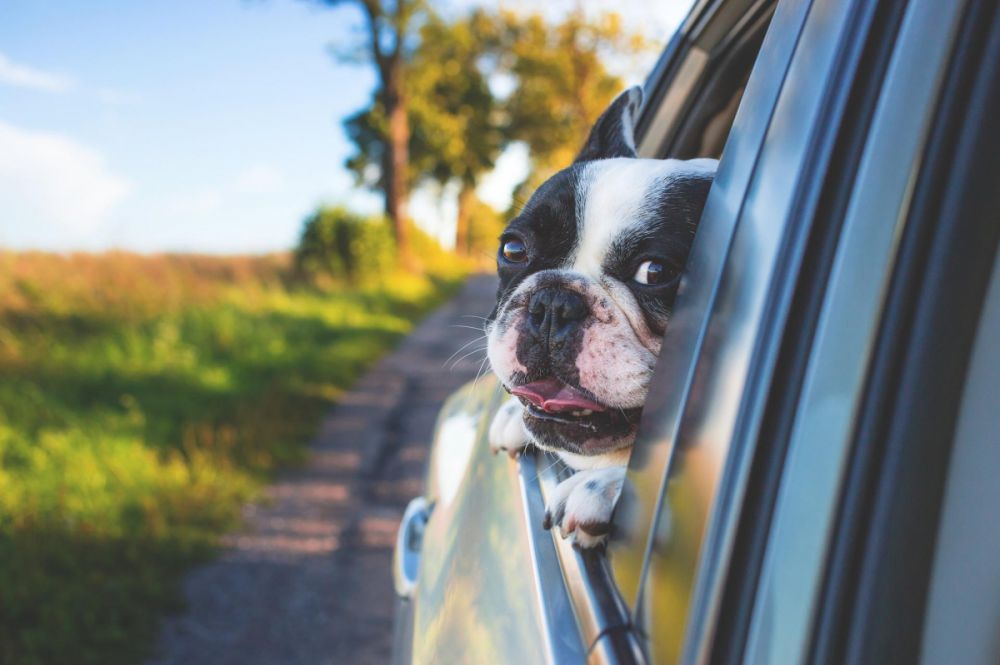 Savez-vous qu'un chien sur six souffre du mal des transports ?