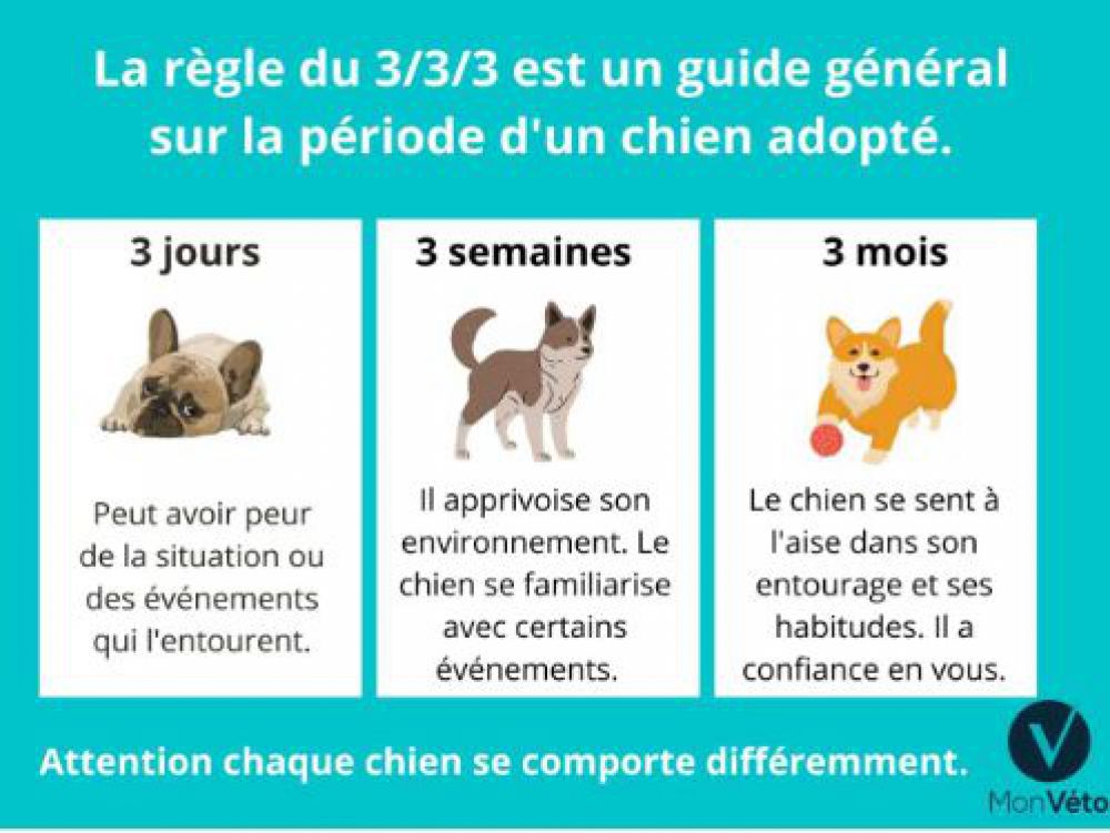 La période d'adaptation d'un chien adopté