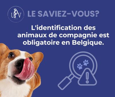 L'identification des animaux de compagnie est obligatoire en Belgique !