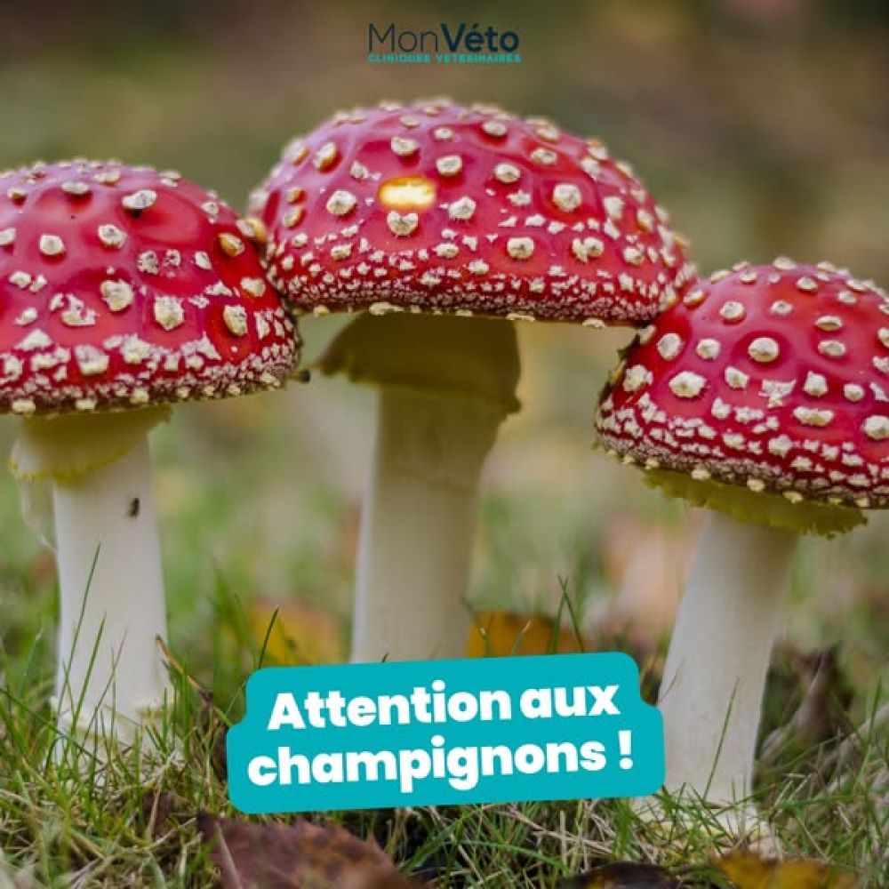 Attention aux champignons !