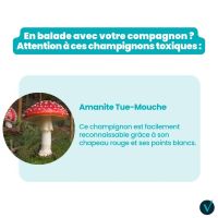 Attention aux champignons !