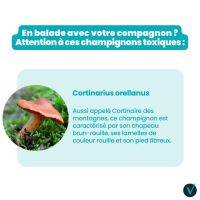 Attention aux champignons !