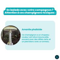 Attention aux champignons !