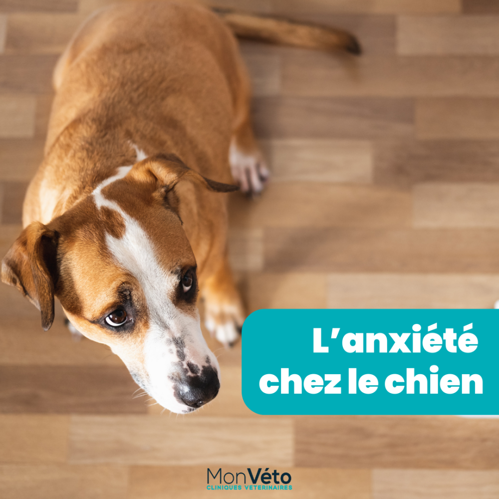 L'anxiété chez le chien