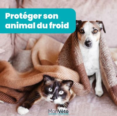 Comment protéger votre animal du froid ?