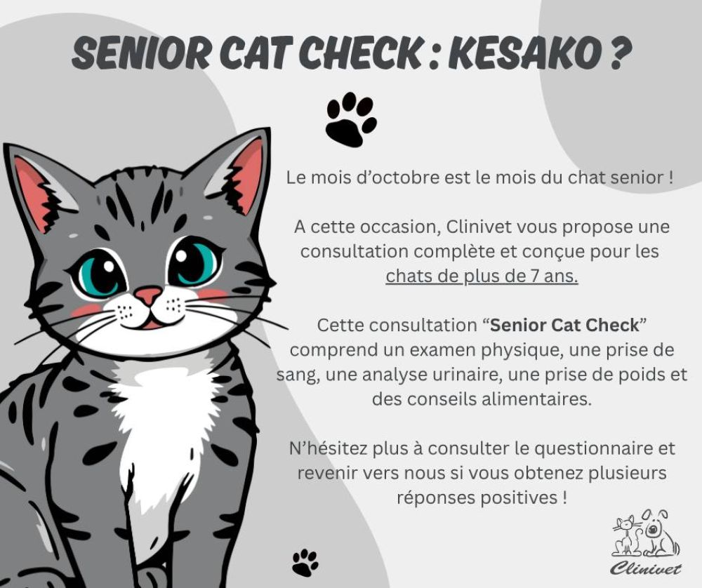 Octobre : le mois du chat senior !
