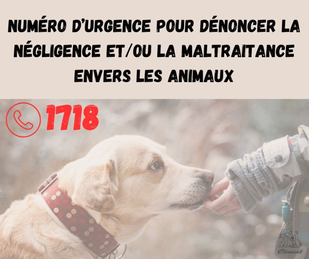 Maltraitance animale : numéro d'urgence !