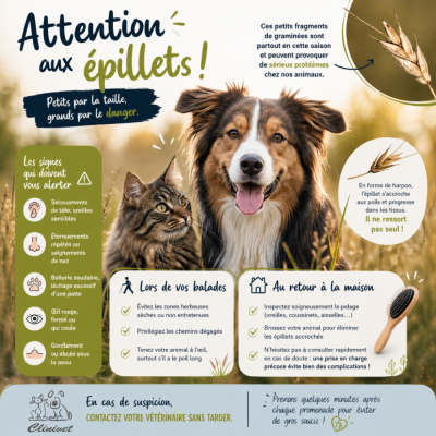 Attention aux épillets !