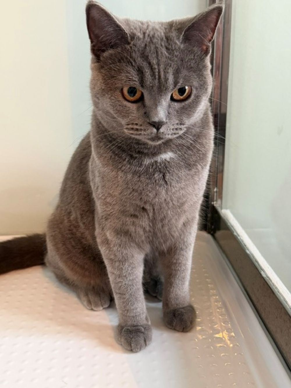 Chatte disparue : Nox