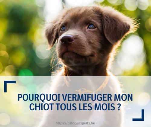 Pourquoi vermifuger son chiot tous les mois?