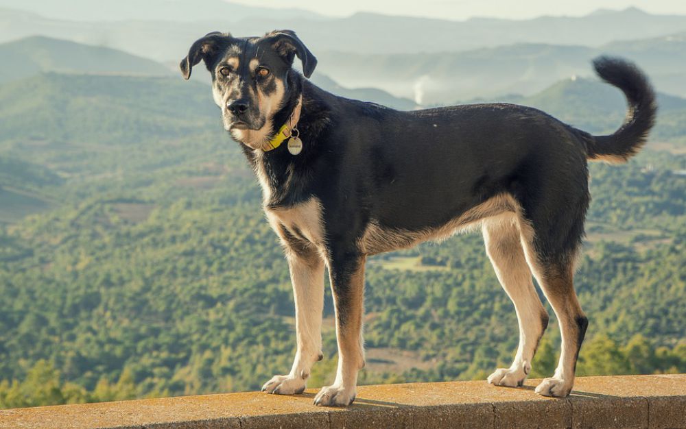 L'arthrose chez le chien