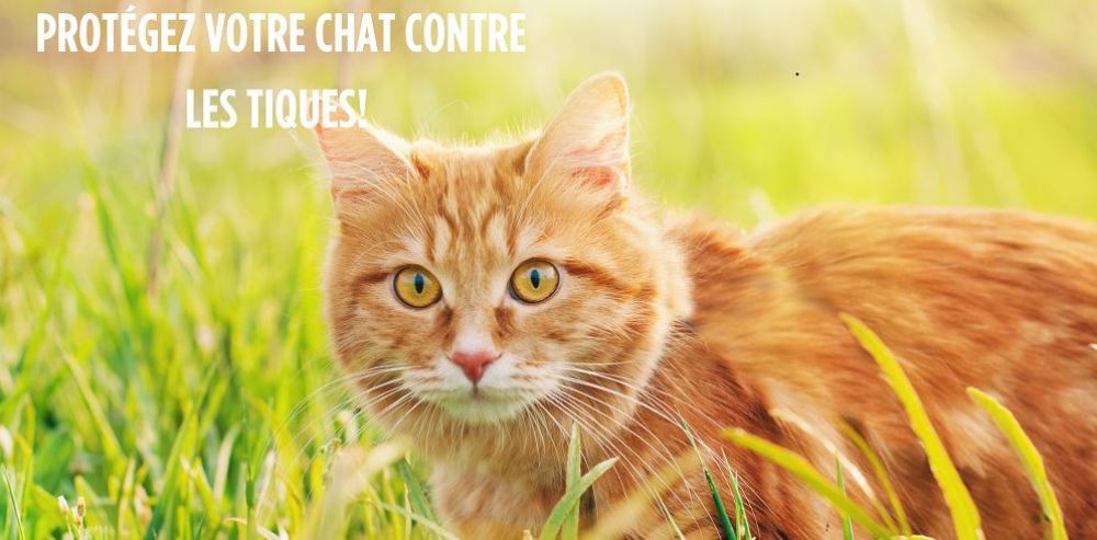 Le chat et les tiques !