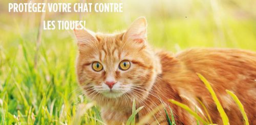 Le chat et les tiques !