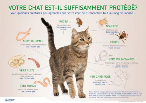 Les parasites du chat