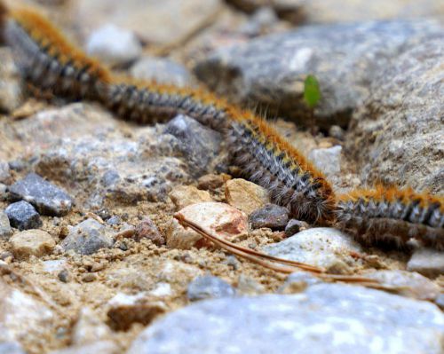 La Chenille processionnaire du Chêne