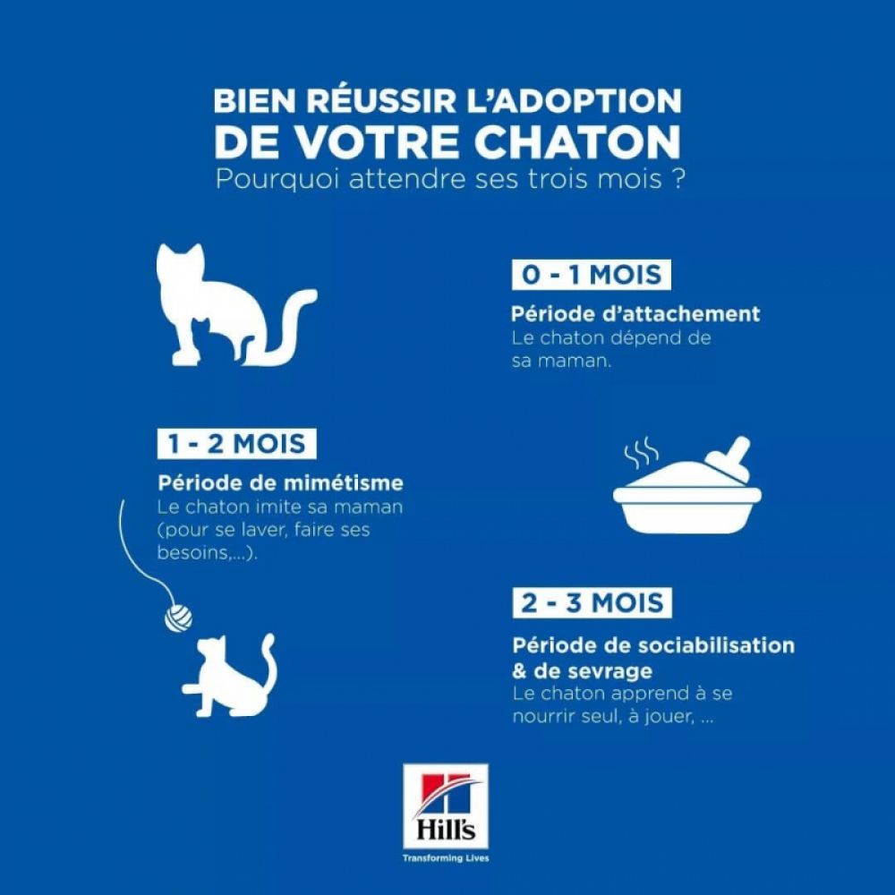 Bien réussir l'adoption de votre chaton !