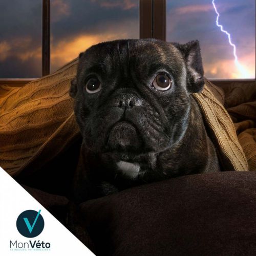 Orage et tonnerre : anxiété chez les chiens