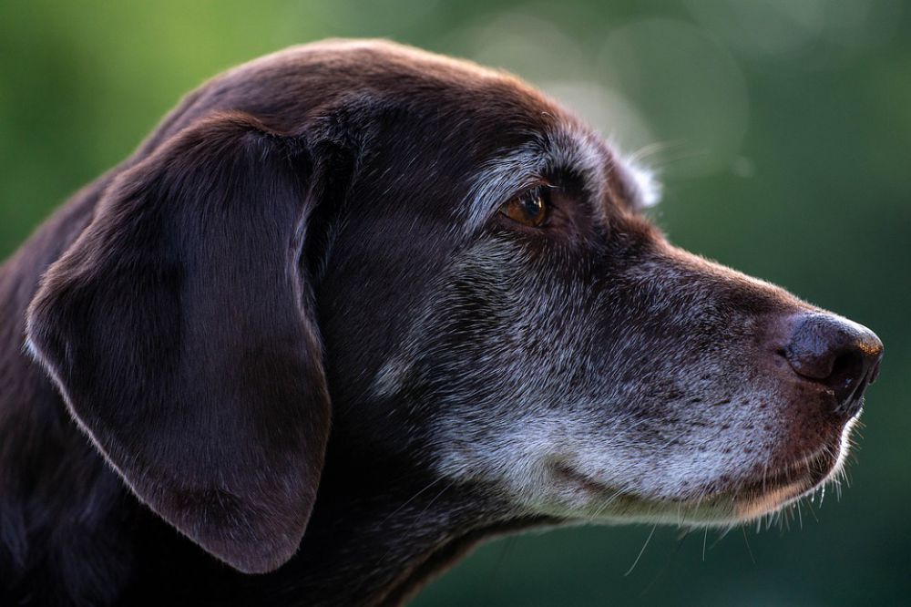 Le syndrome de Cushing chez le chien