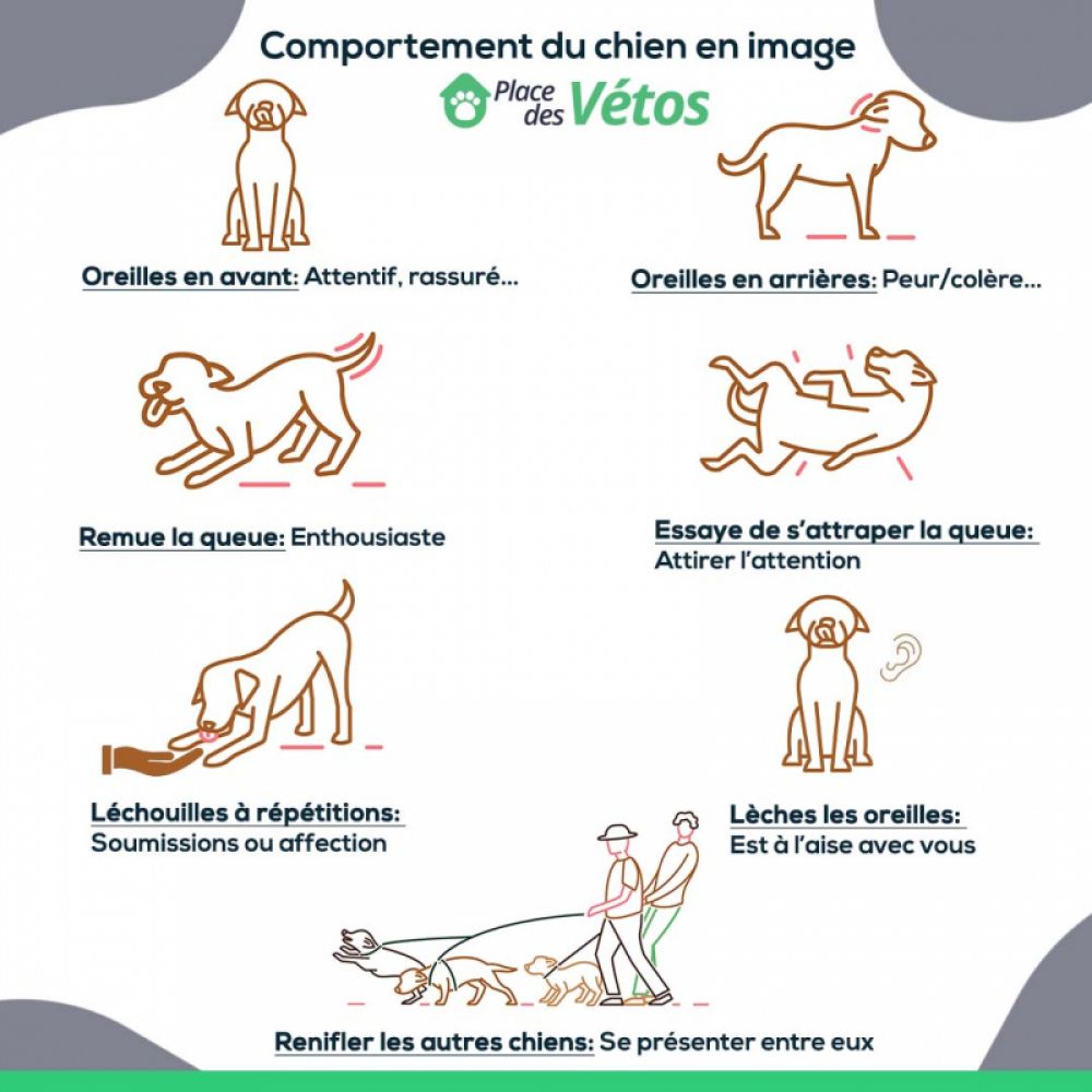 Comportement du chien en image