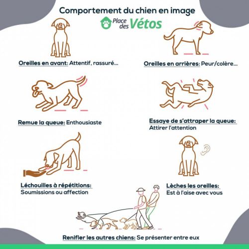 Comportement du chien en image