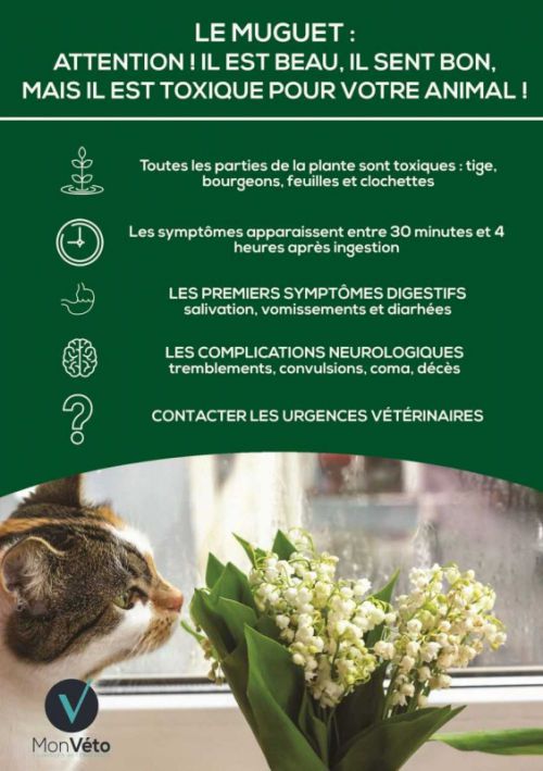 Le muguet : il est beau, il sent bon....mais il est toxique pour votre animal !